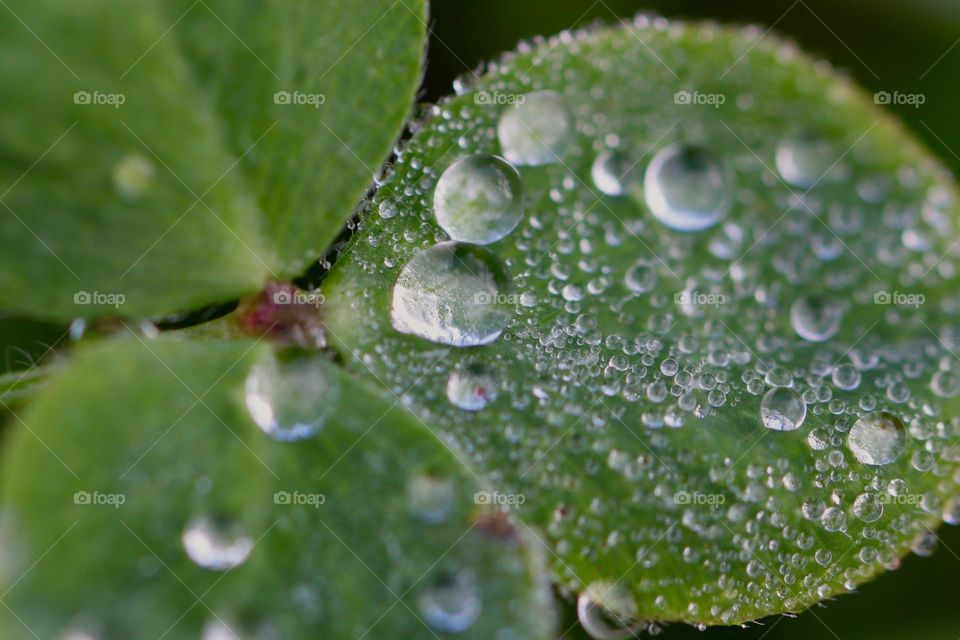 Morning Dew on plant leaf