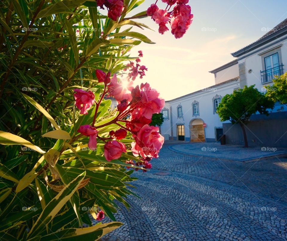 Sunset in Old Faro. The sun sinks behind gorgeous oleanders in the old town, Faro, Portugal. 