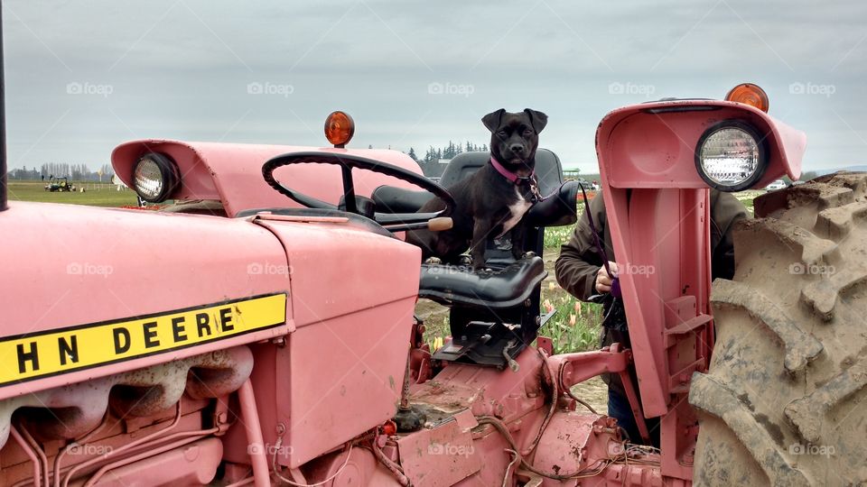 “Bean” sitting on a pink tractor