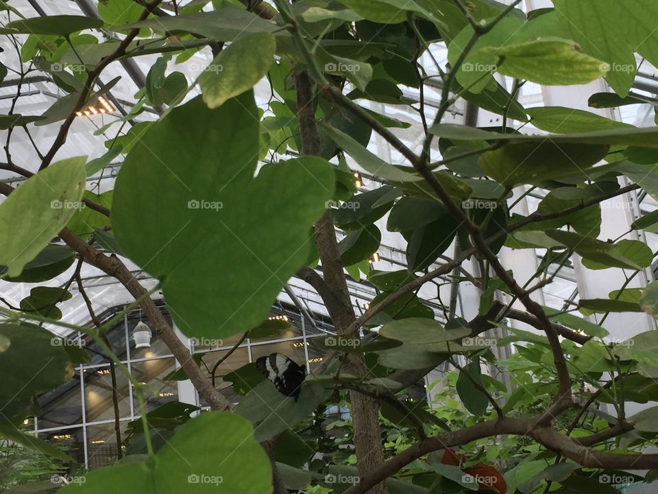 Butterflies on leaves