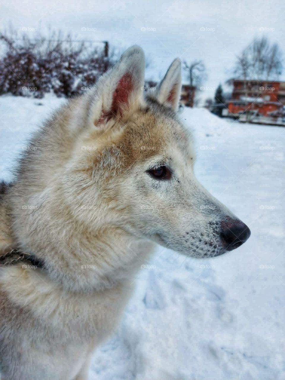 husky siberian snow dog