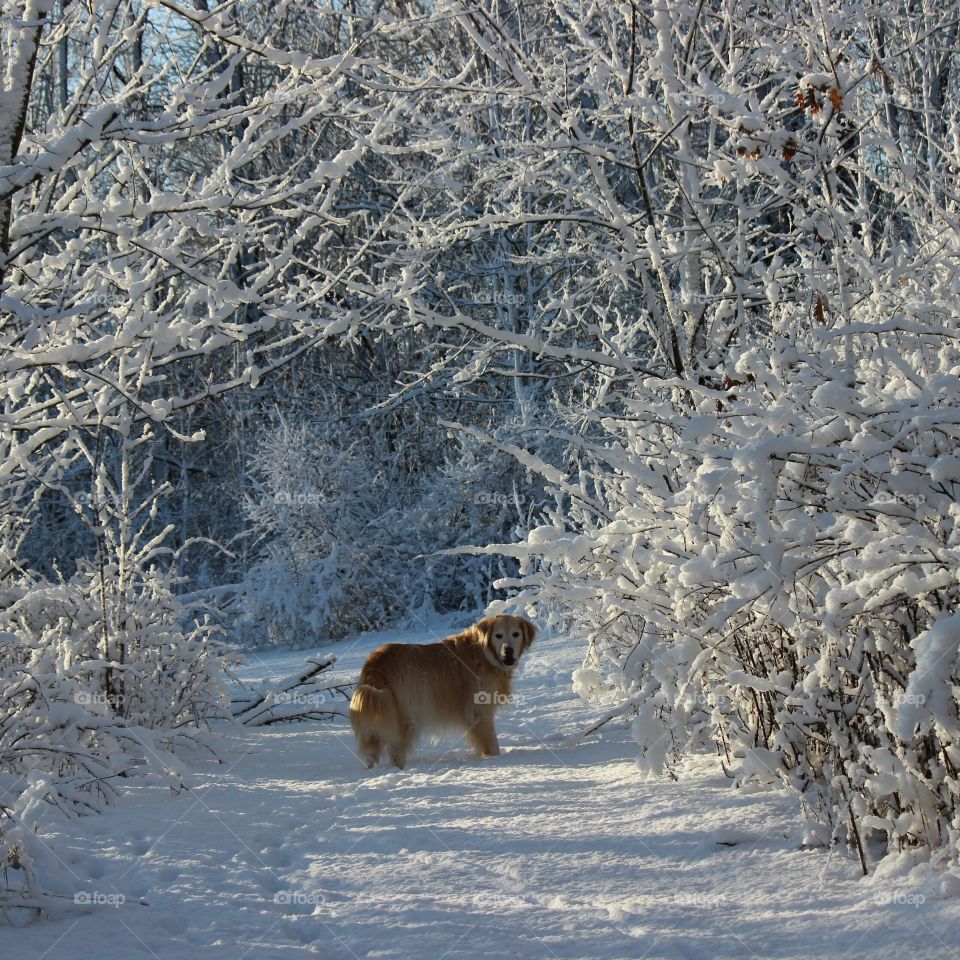 Follow me through the Snow Arbor to a Magical Place