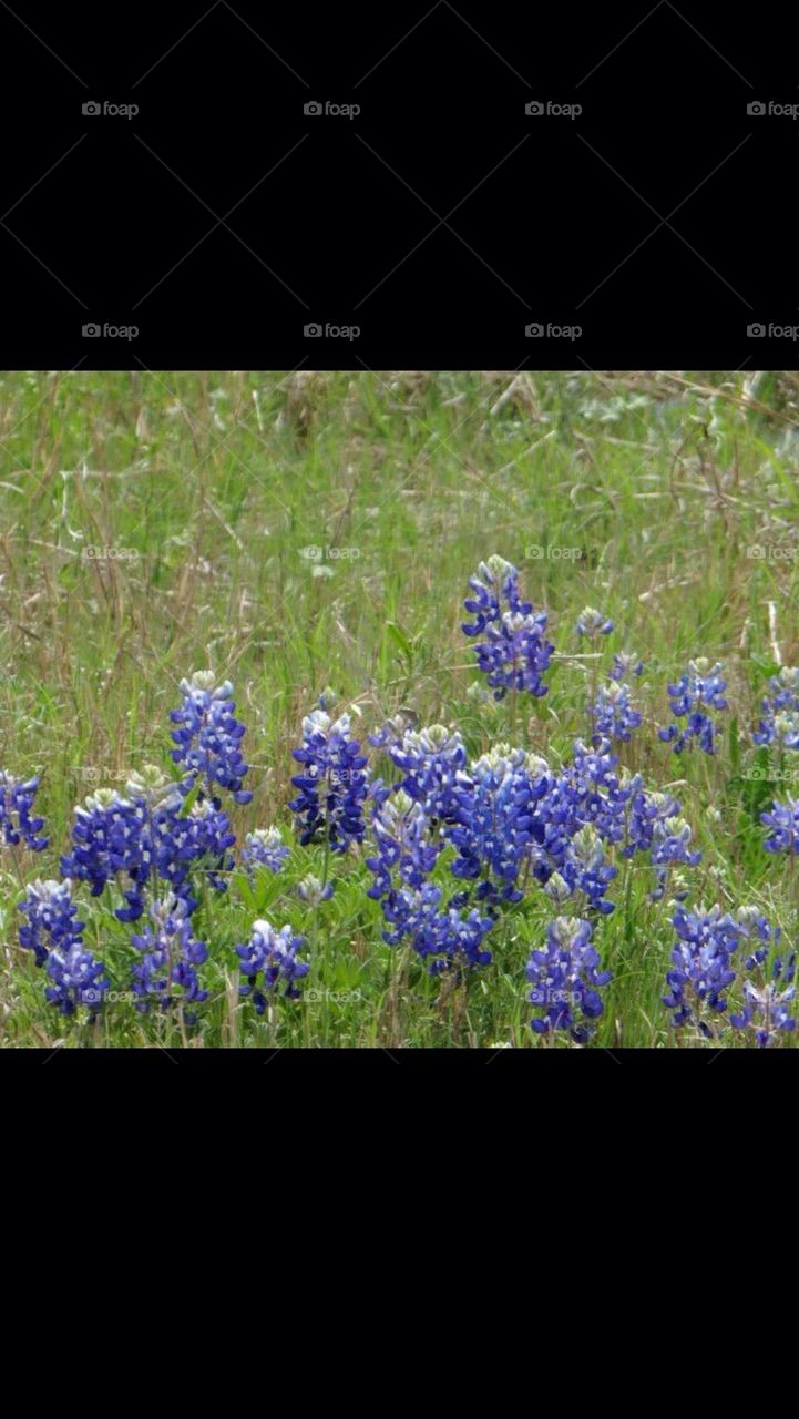 Texas Bluebonnets