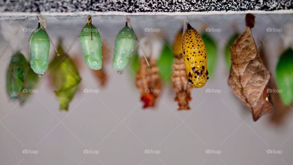 Butterfly chrysalis, colorful butterfly cocoons, St. Maarten butterfly farm 