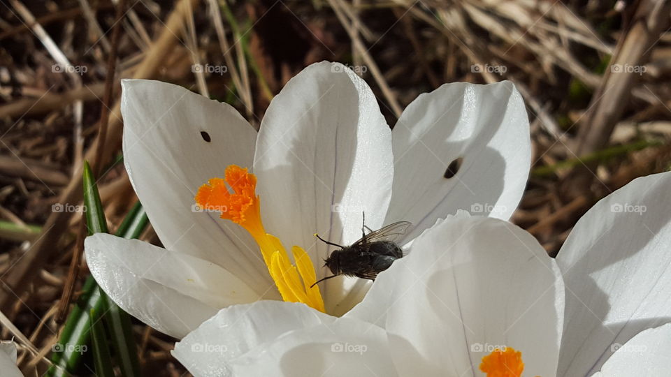 Crocus and fly