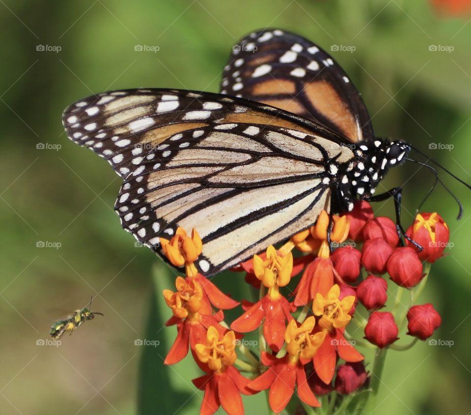 Monarch butterfly on tropical Milkweed flowers closeup 