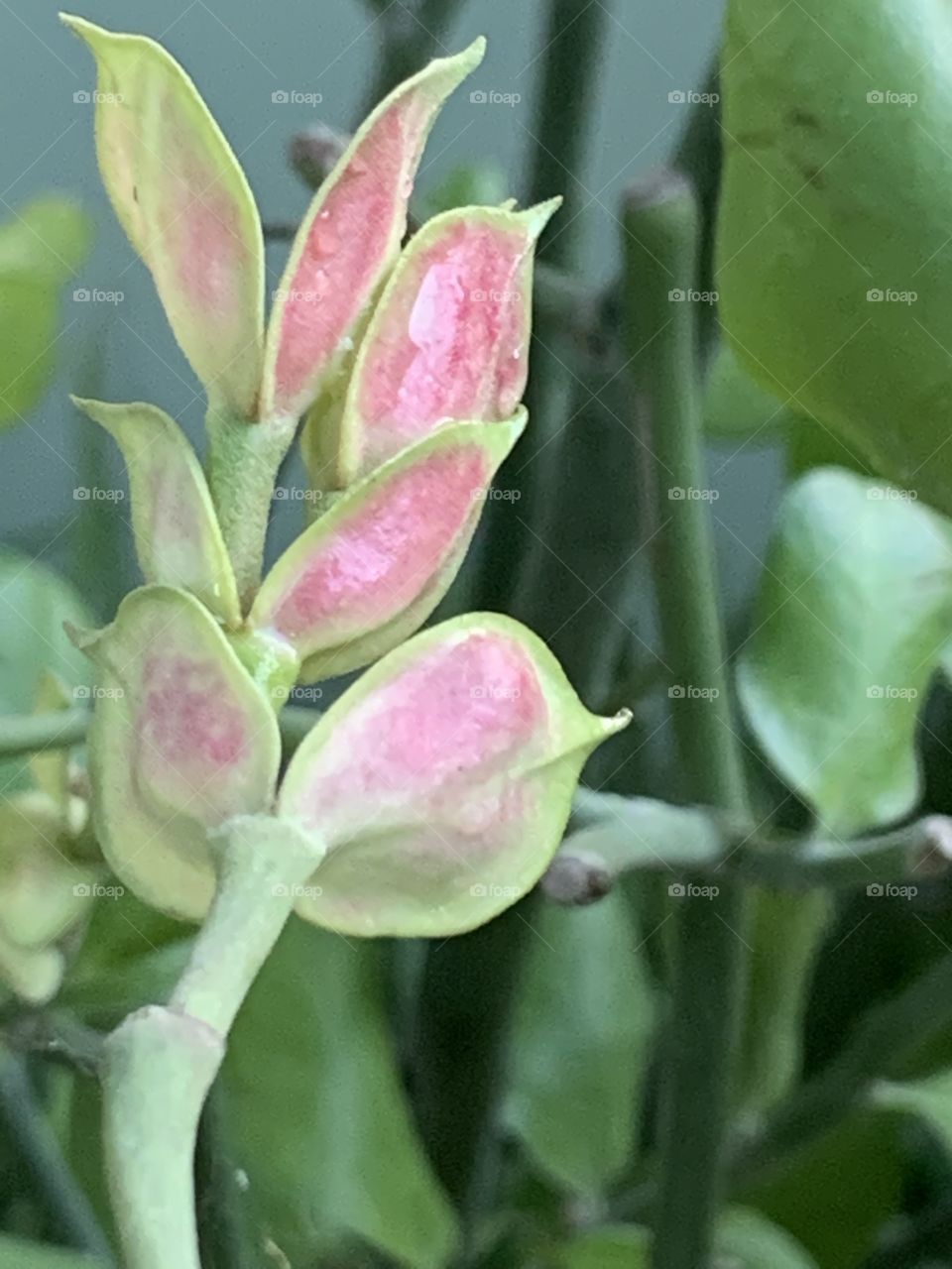 Plants around everywhere, Countryside (Thailand)