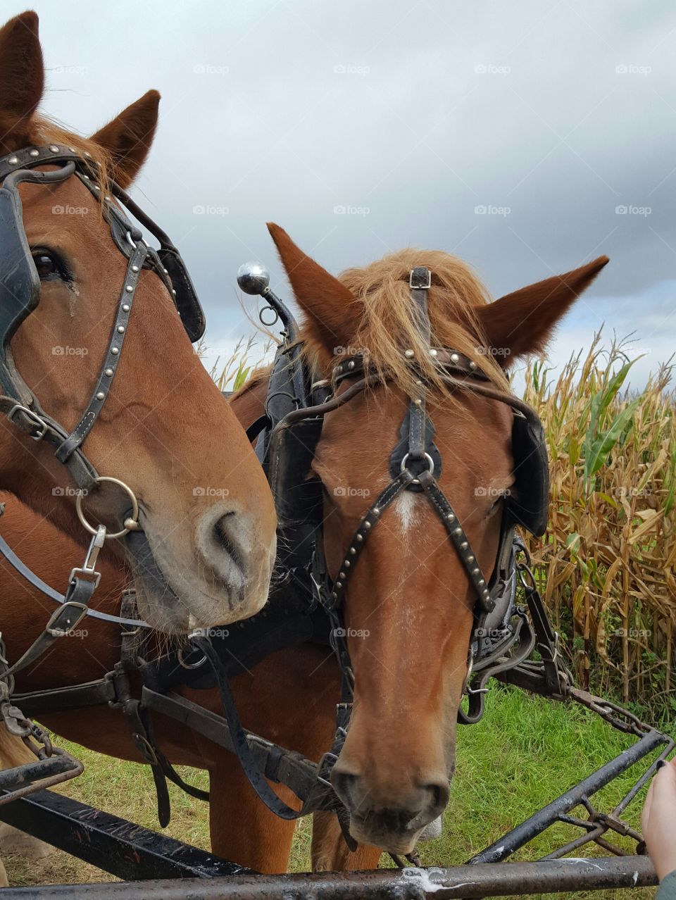 Draft horses pull a hay wagon