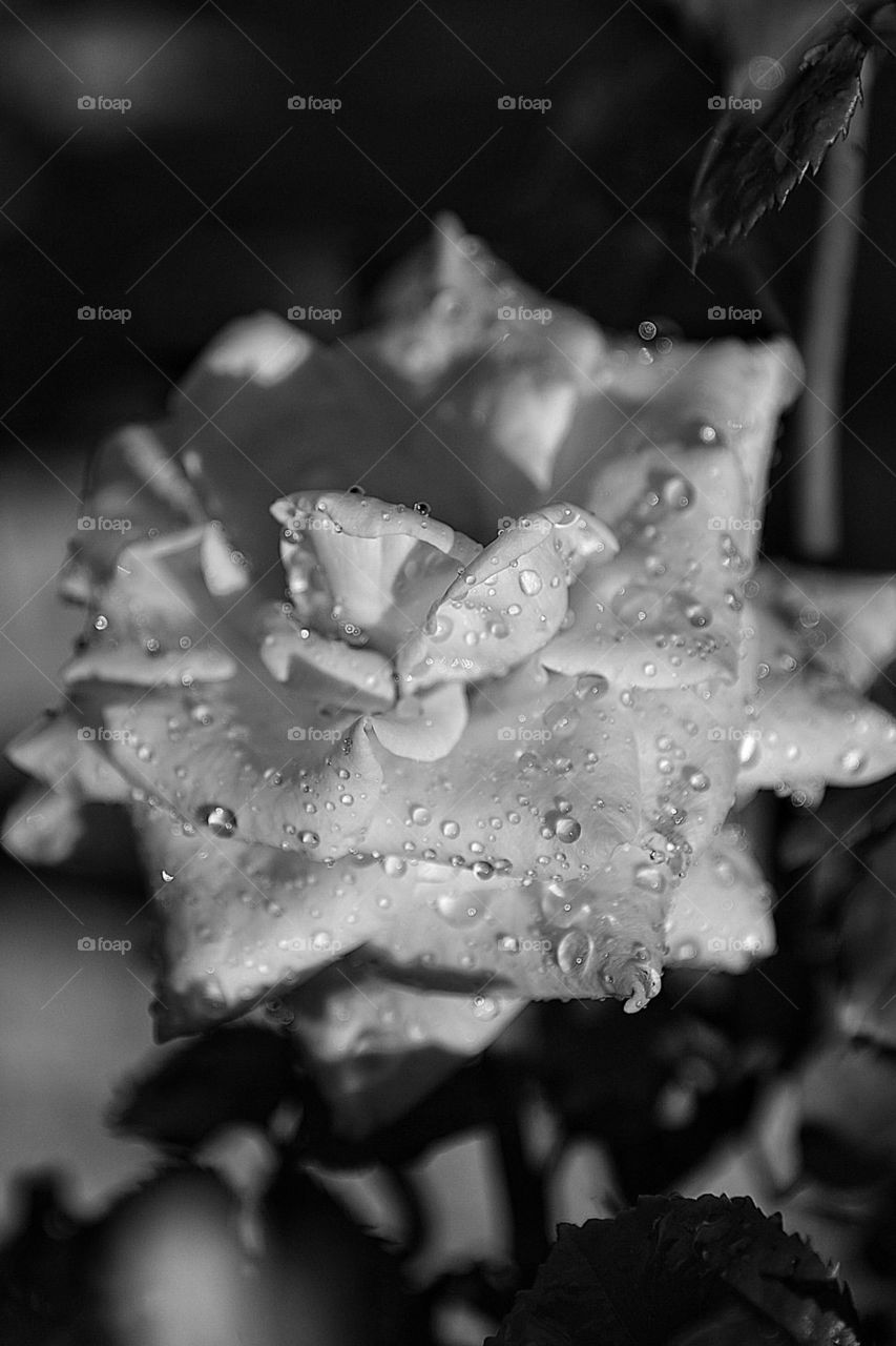 Rose with drops