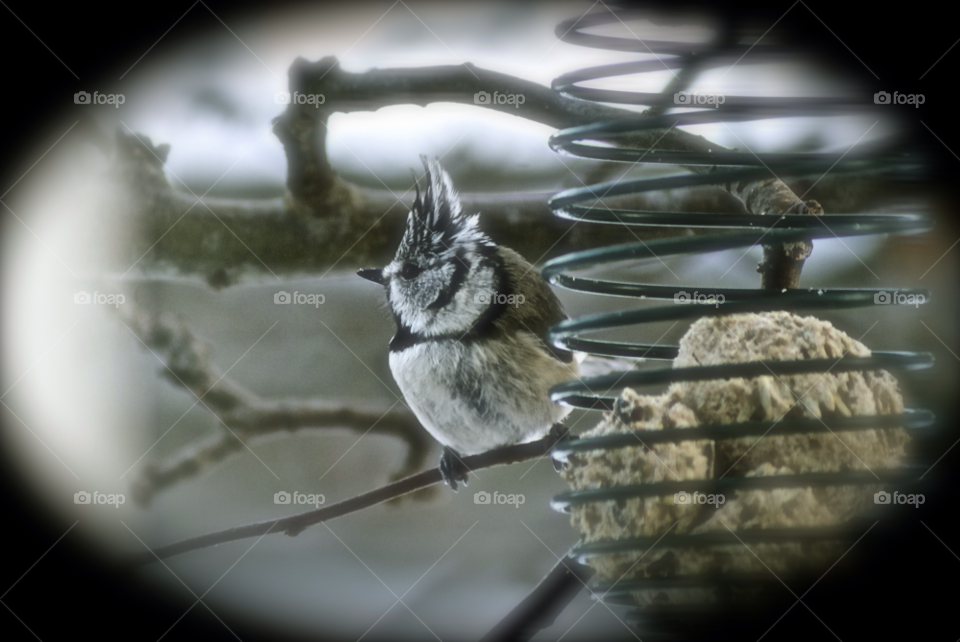 stockholm crested tit bird tofstita tofsmes by lgt41