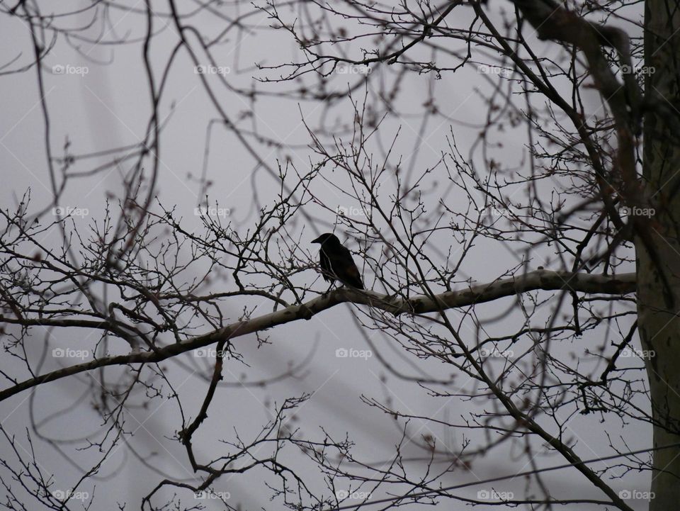 A dreary day doesn’t stop the birds from enjoying spring weather. 