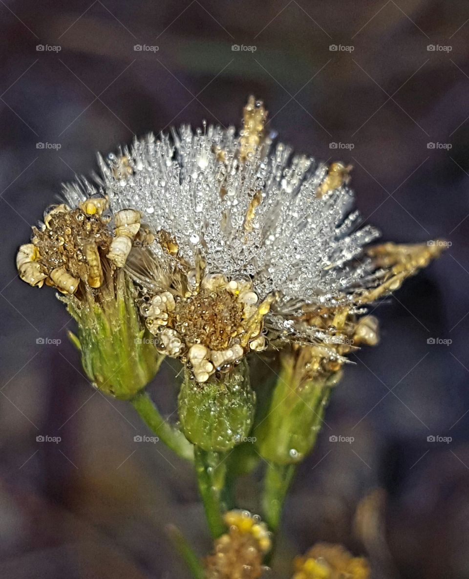 Nature, Flora, Flower, Closeup, Outdoors