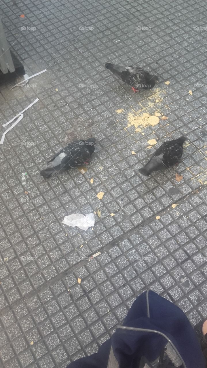 palomas