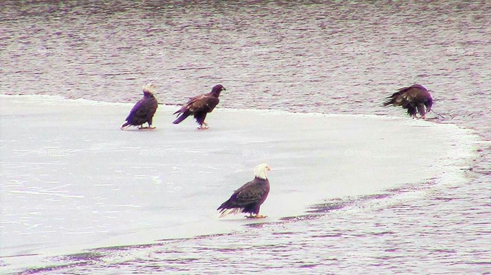 Eagles on Ice