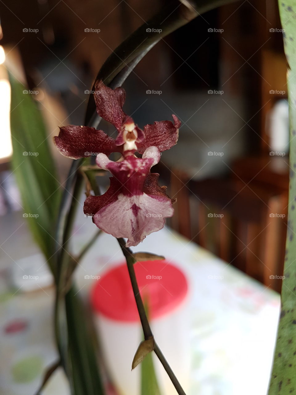 orquidea