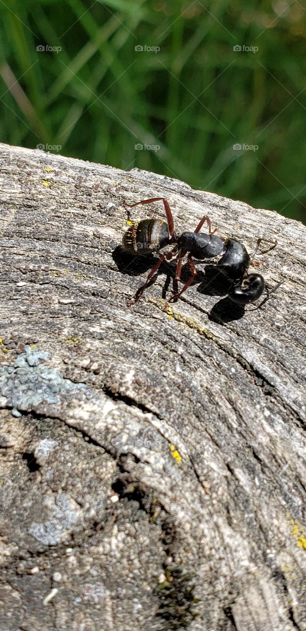 Carpenter Ant w/enemy