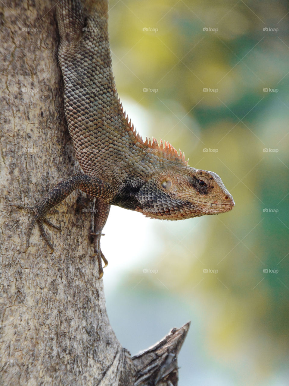 Faded color of the calotes versicolor lizard. because he knows i'm coming, he is trying to camuflage
