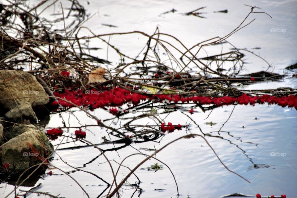 Flower Petals on the Pond 