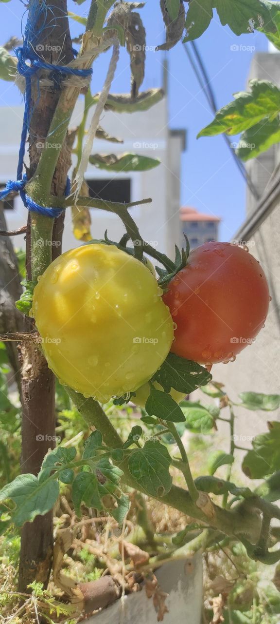 Rooftop cultivation produces high quality delicious tomatoes from my small farm