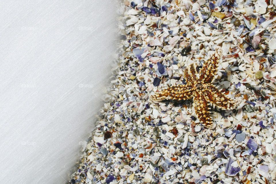 a starfish and a wave