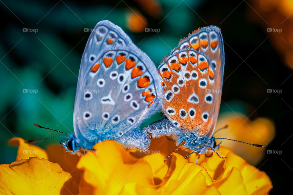 butterfly meeting at autumn at the flower