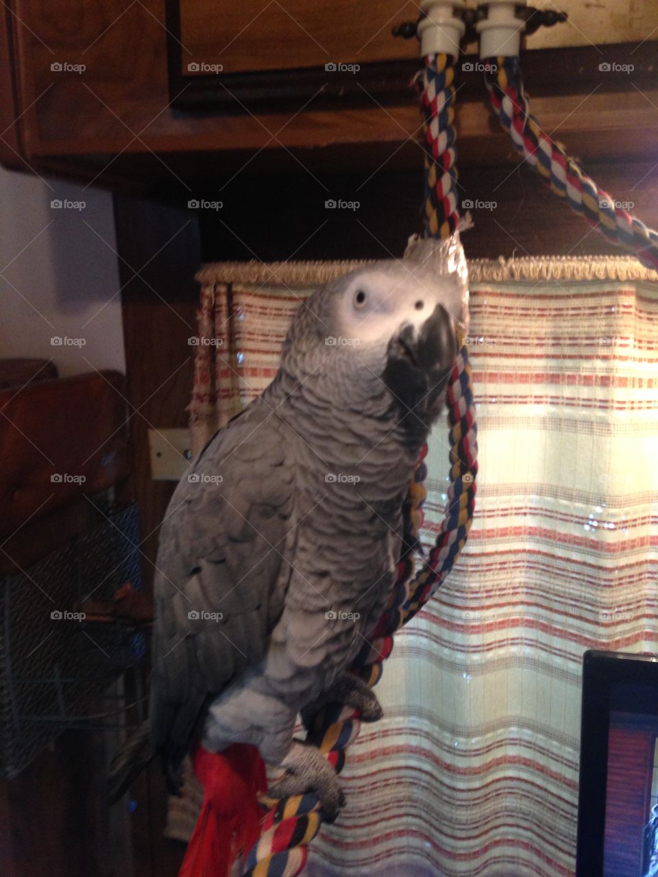 Diesel a 15 year old African grey Congo hanging out in the Rv on a family vacation 