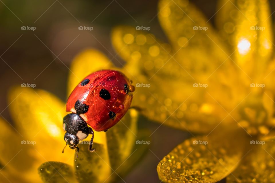 Lady bug on a leaf