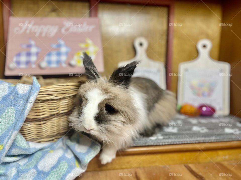 Frank the bunny, looking cuddly with his cloud blanket on Easter waiting for the egg search to begin. 