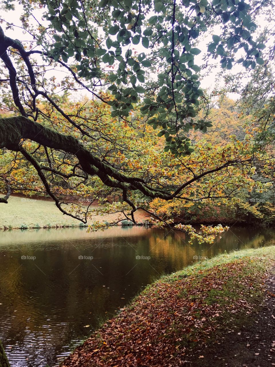 a tree branch leaned over the lake with the leaves changing color , in the fall the air is a bit humid and a bit cold but the scenery is very romantic