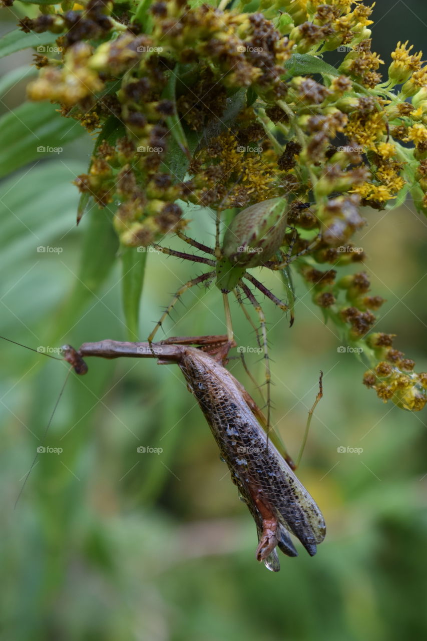 The Green lynx spider got my praying mantis.