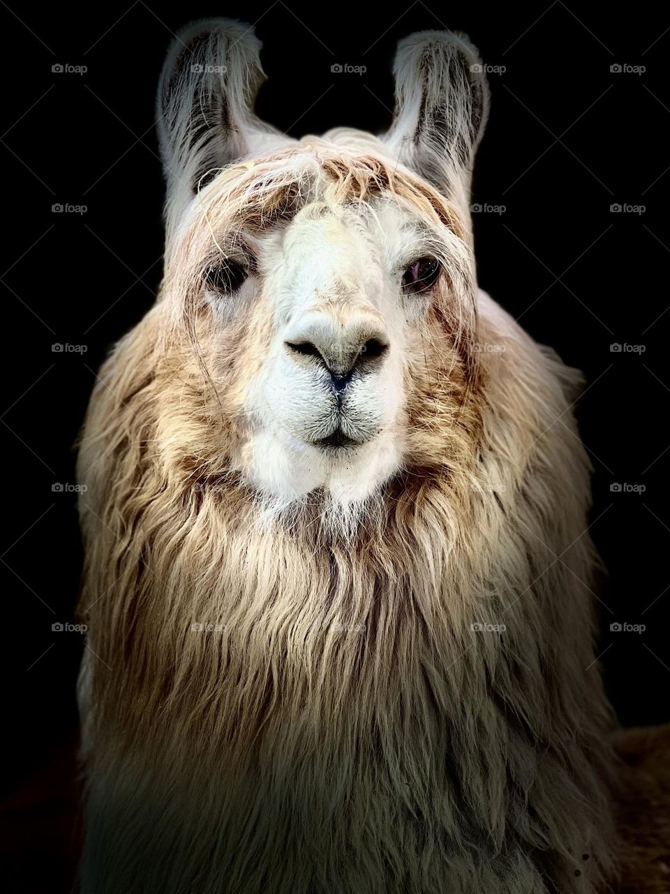 Llamas 