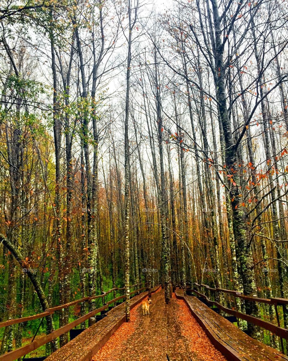 Park in Chile