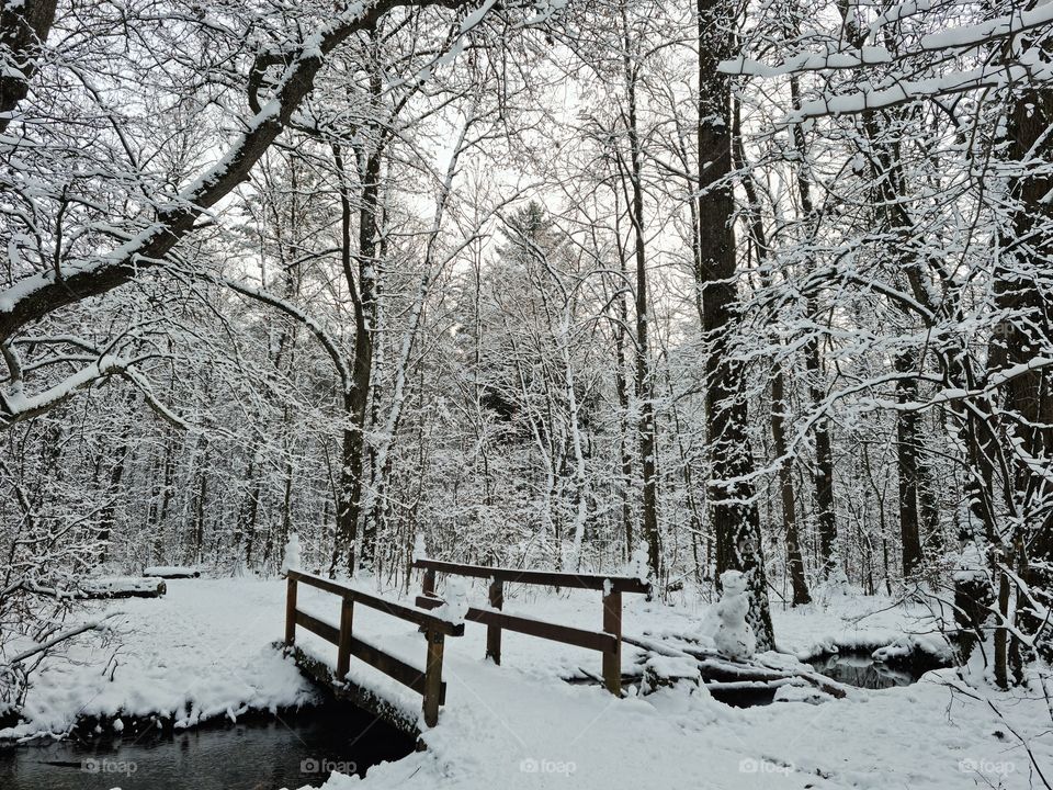 beautiful forest