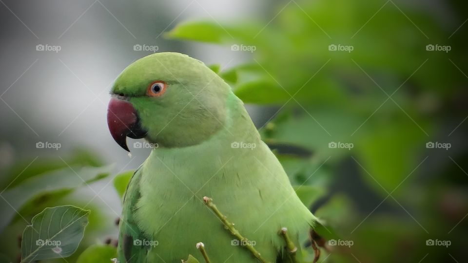 Parrot 