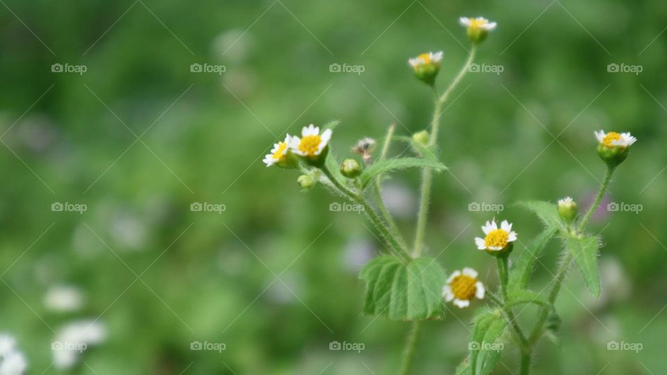 Galinsoga quadriradiata is a species of flowering plant in the family Asteraceae which is known by several common names, including shaggy soldier, Peruvian daisy, hairy galinsoga. Its native home is apparently central Mexico