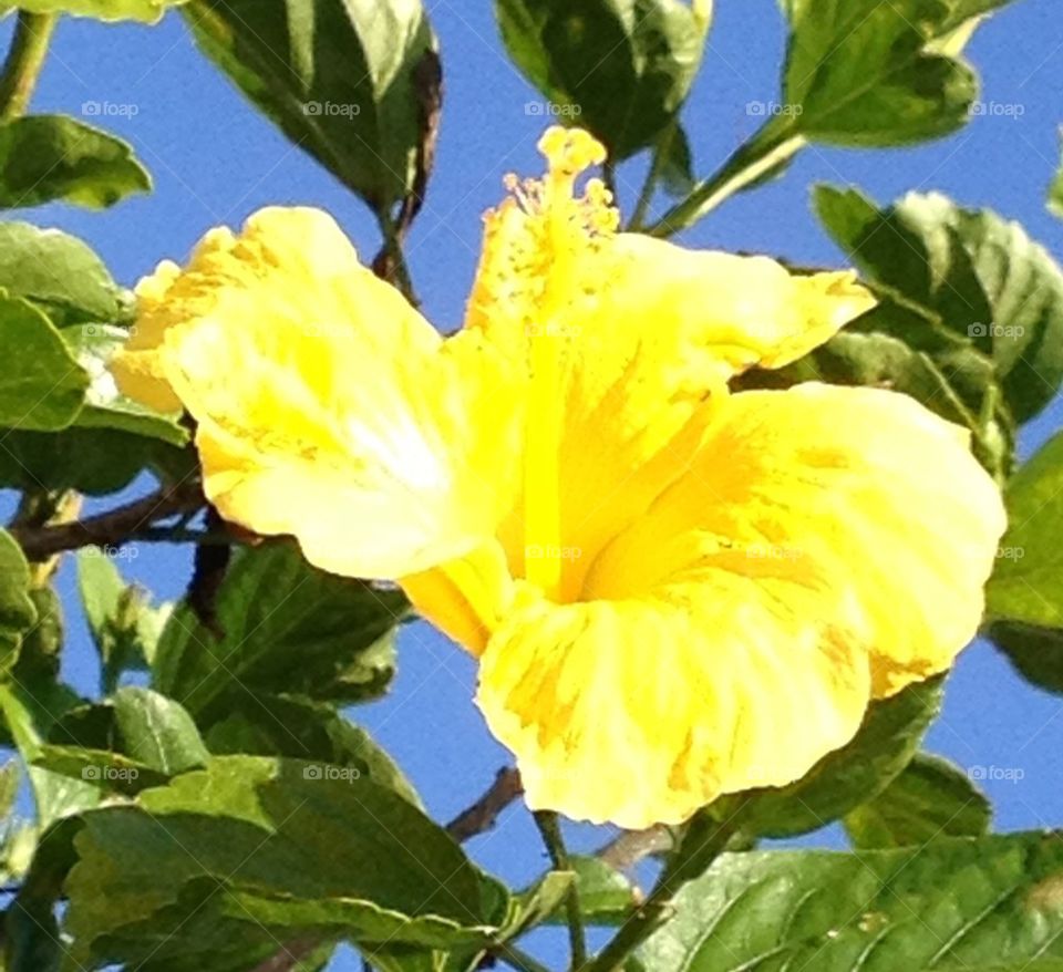 Yellow hibiscus close up