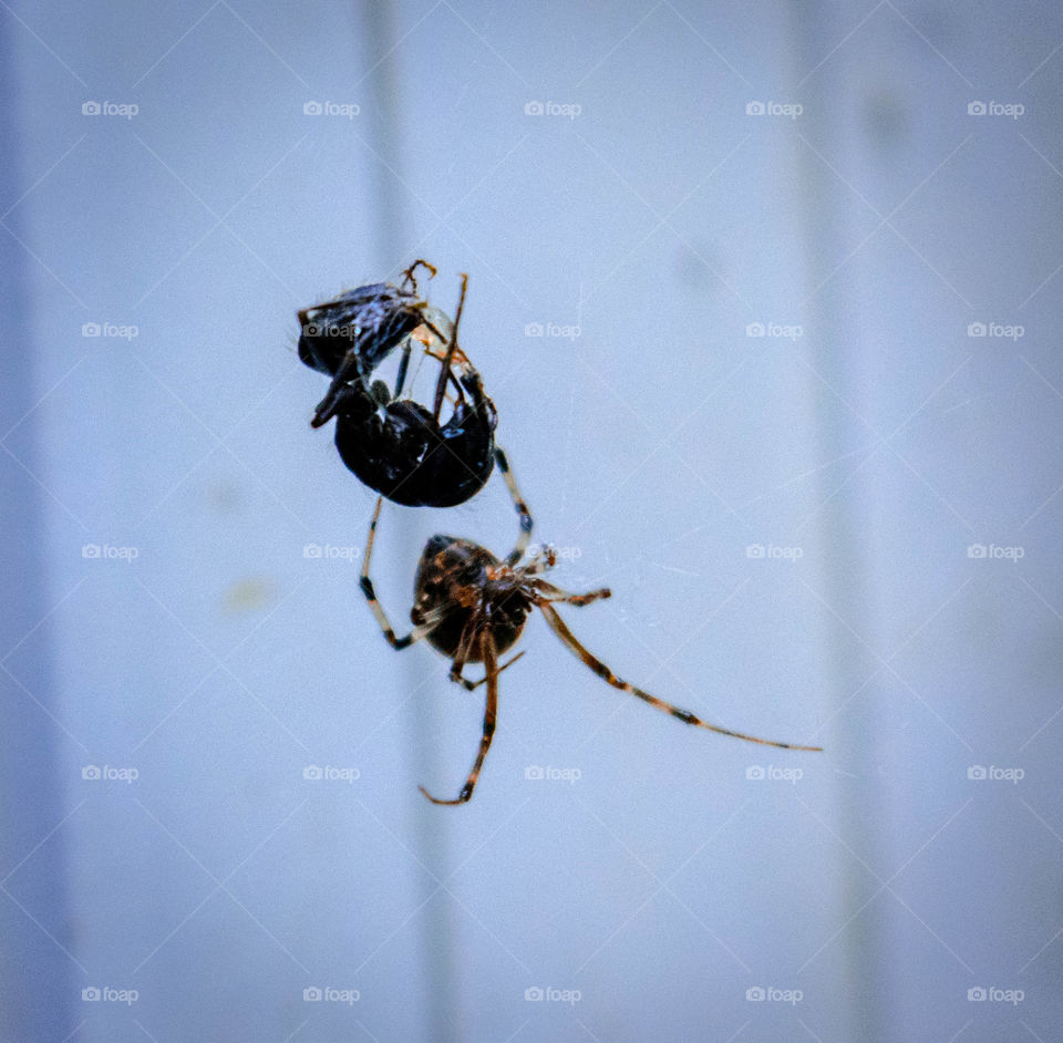 spider captures an ant