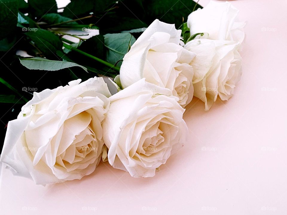 White roses 