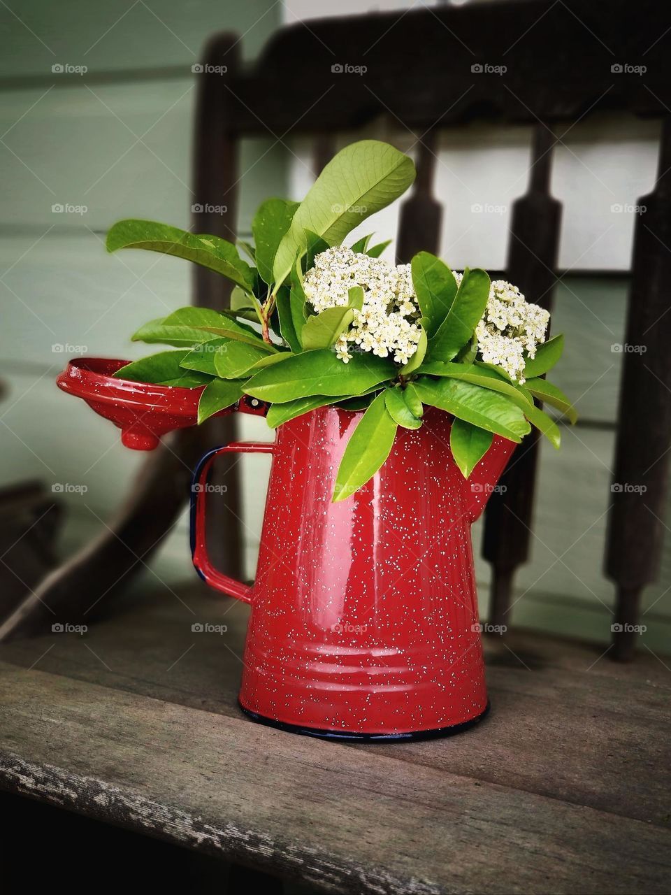 Campfire Coffee Pot being used as a vase with Red Tip Photinia flowers inside