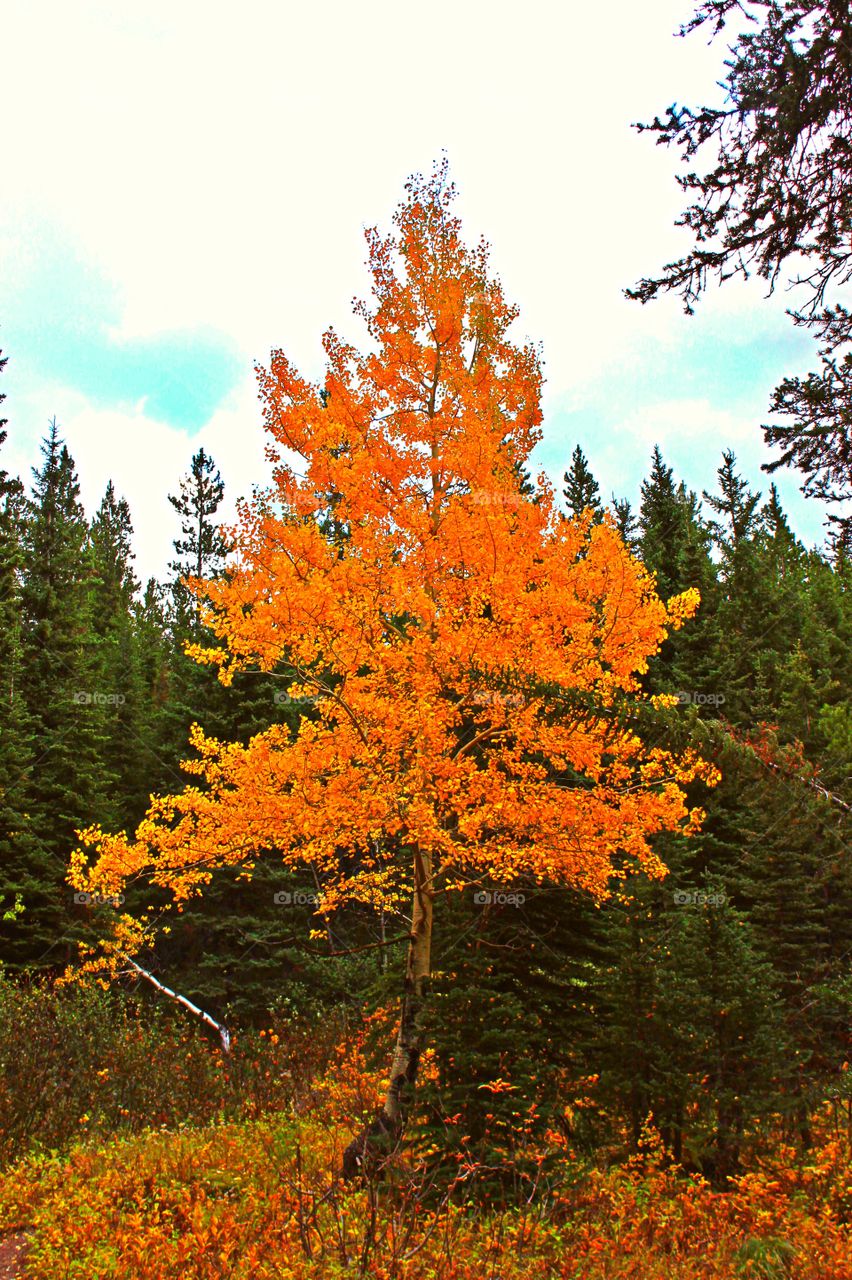 Colors in autumn 