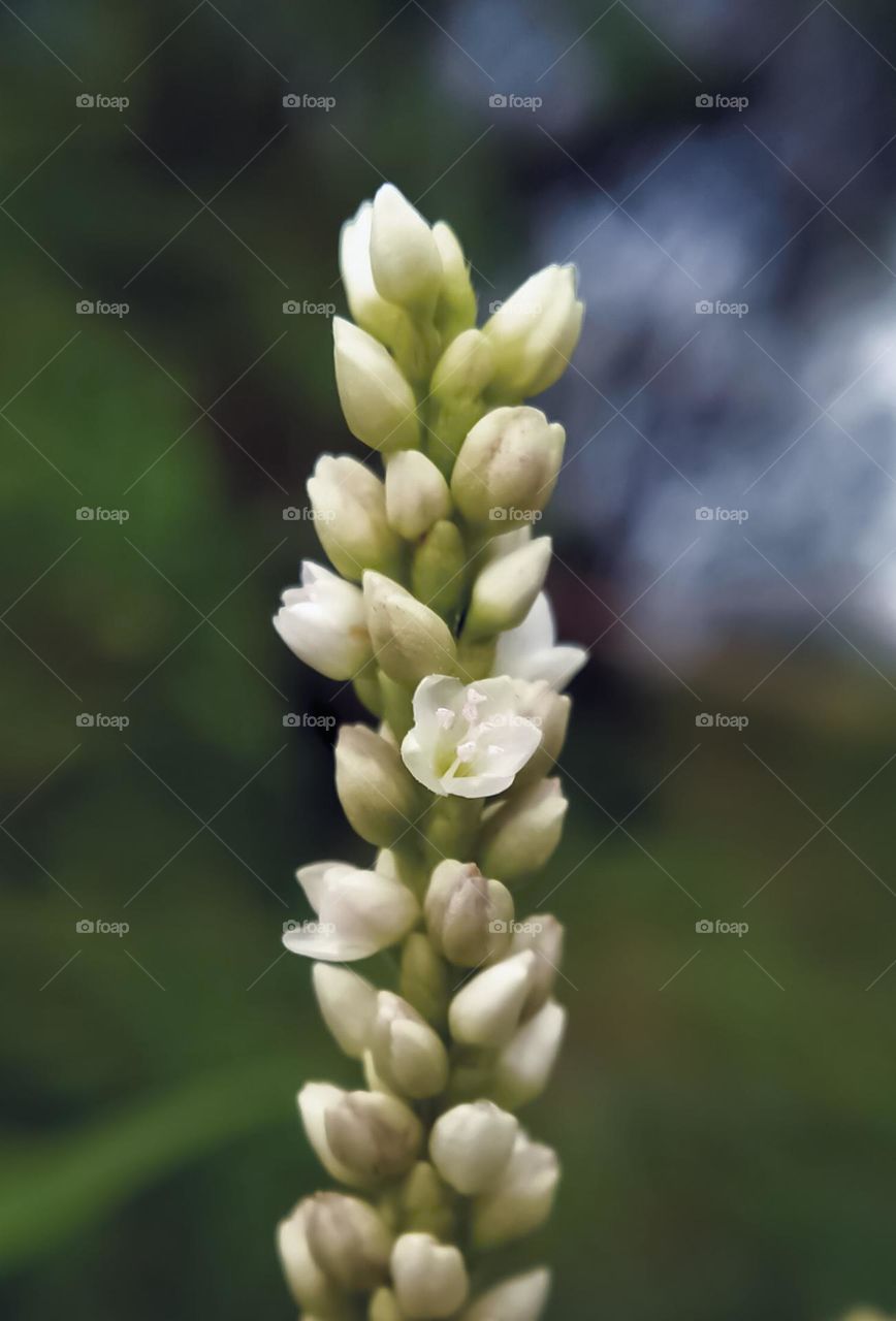 Flowers on the bush