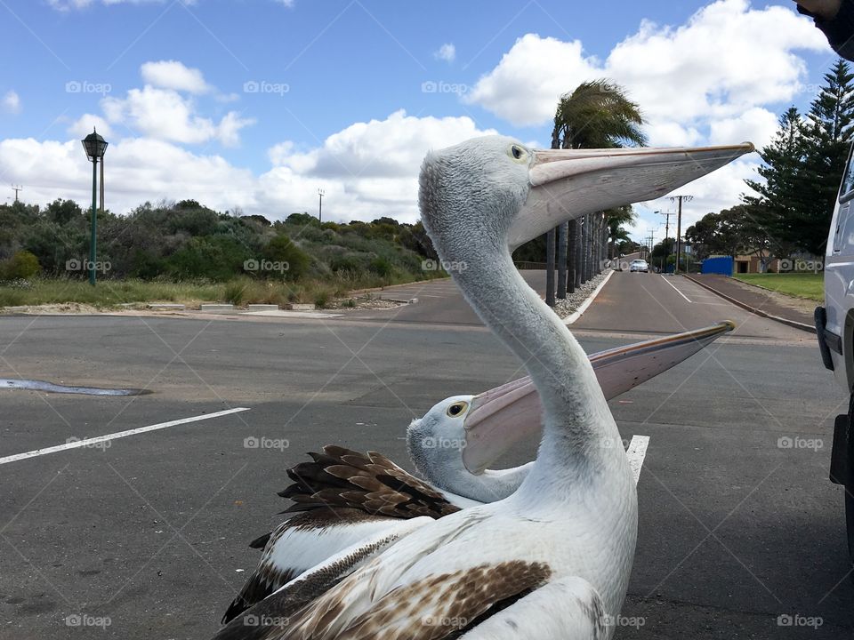 Opportunistic Pelicans begging for food from people in their parked vehicles