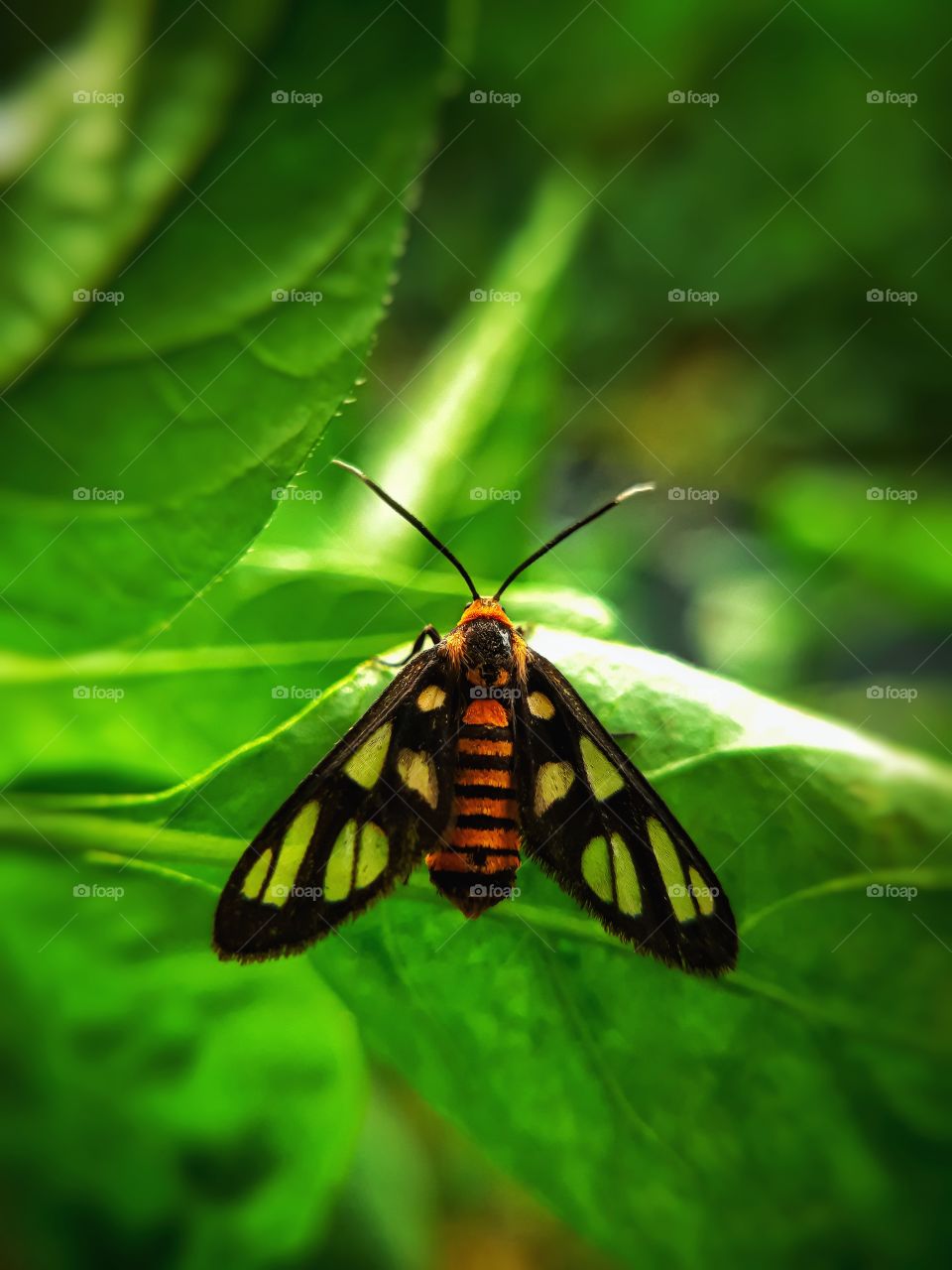 Amata huebneri (Tiger Moth) on the leaf