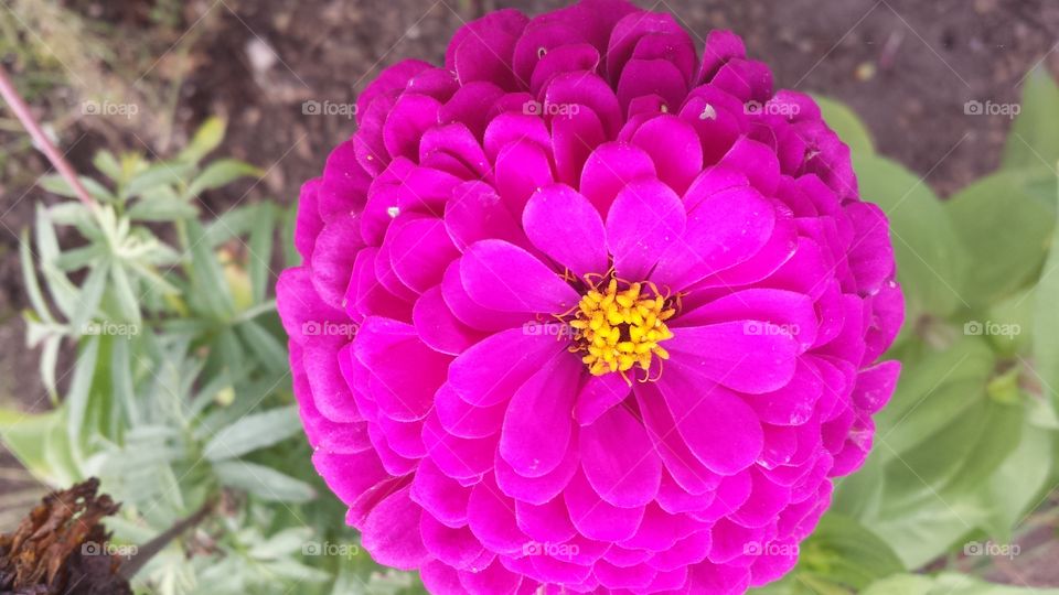 Magenta Zinnia