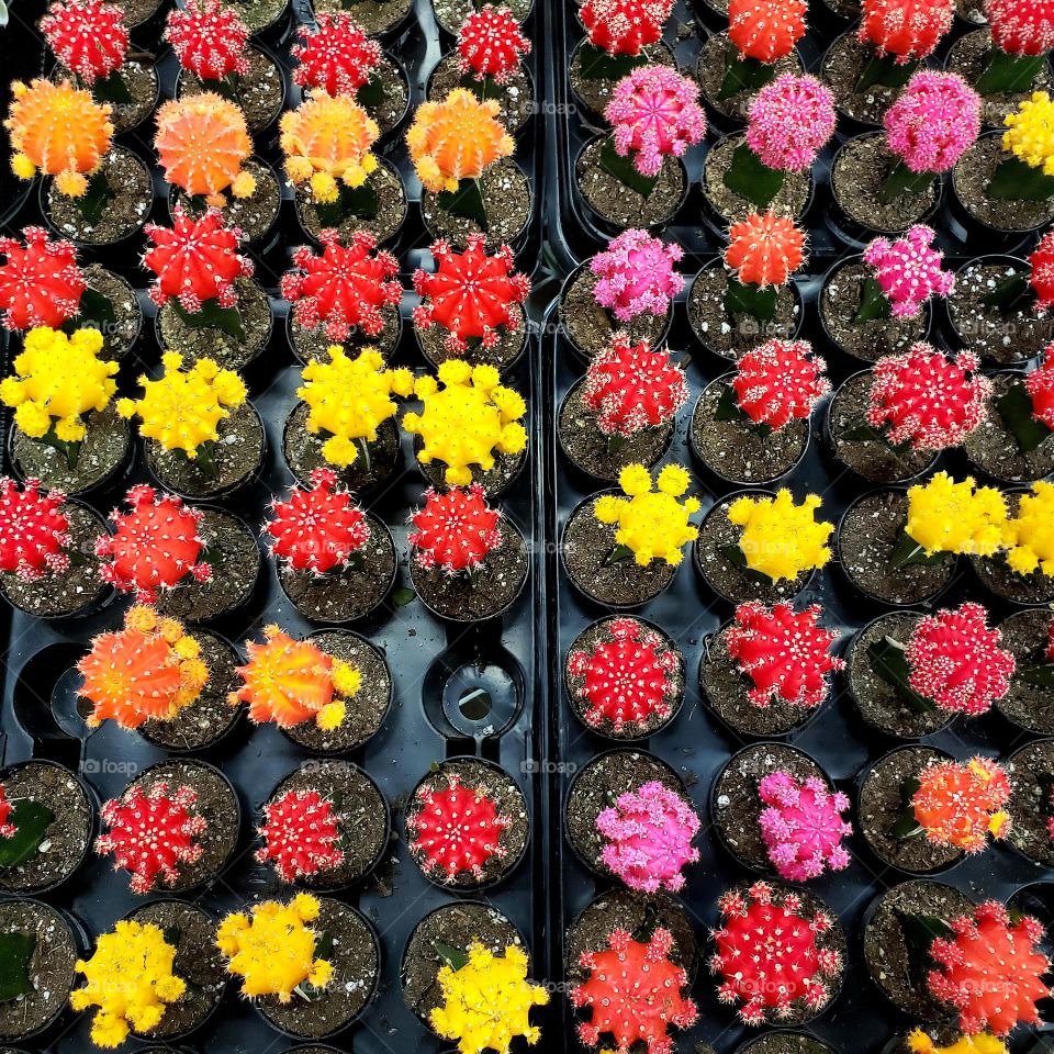 Mobile series plants