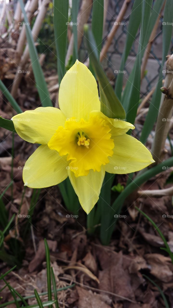 Yellow Daffodil in Spring. Pretty yellow daffodil blooming in the yard