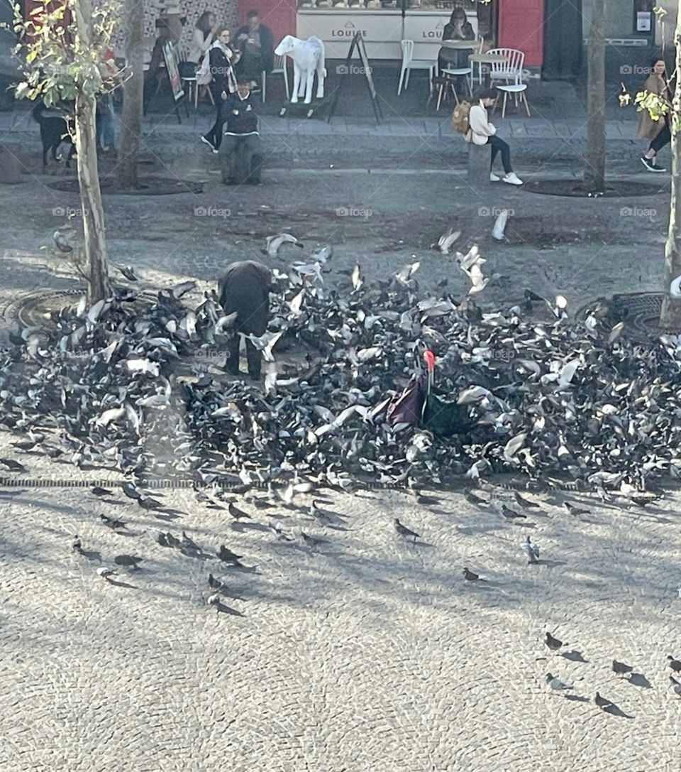 pigeons in Paris