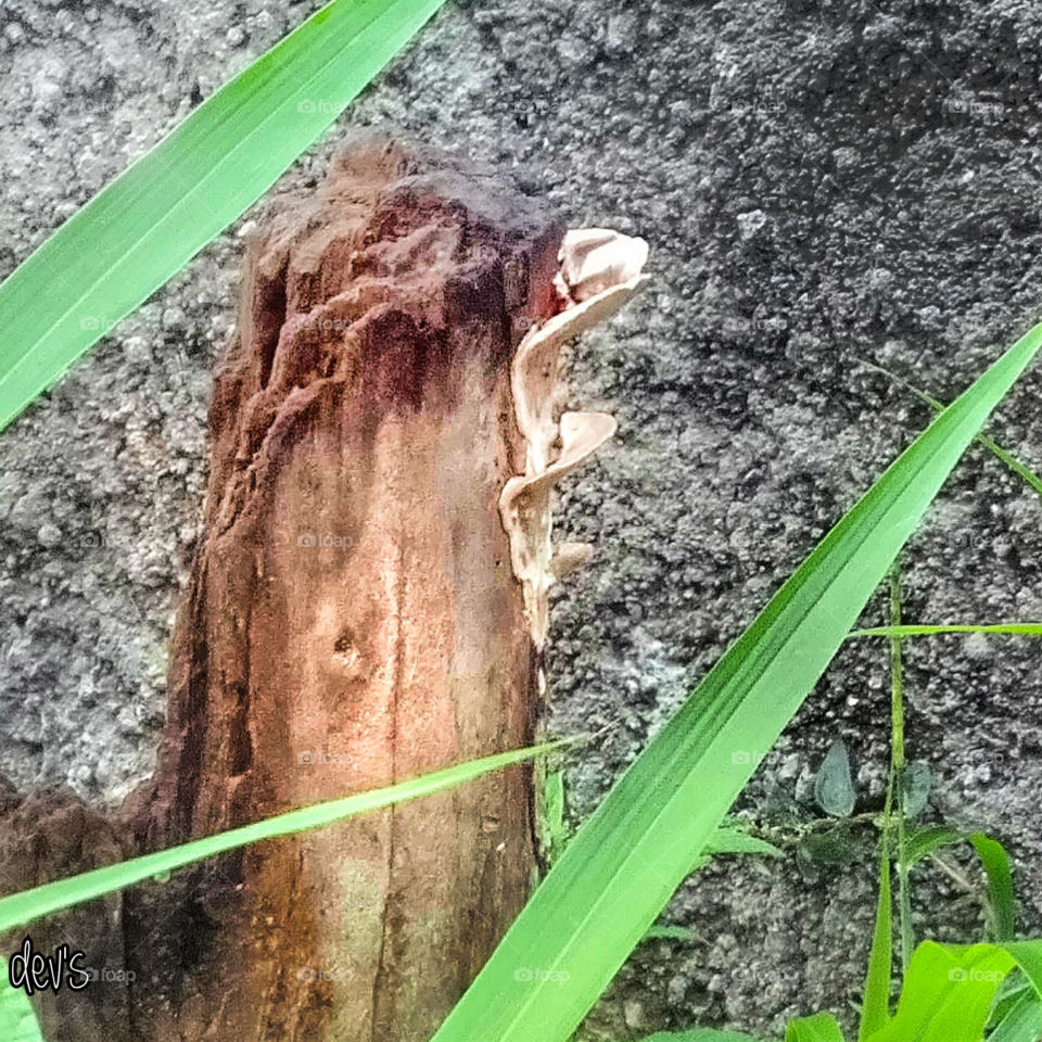 Old wood best to burn, old wine to drink, old friends to trust, and old authors to read

-- Francis Bacon