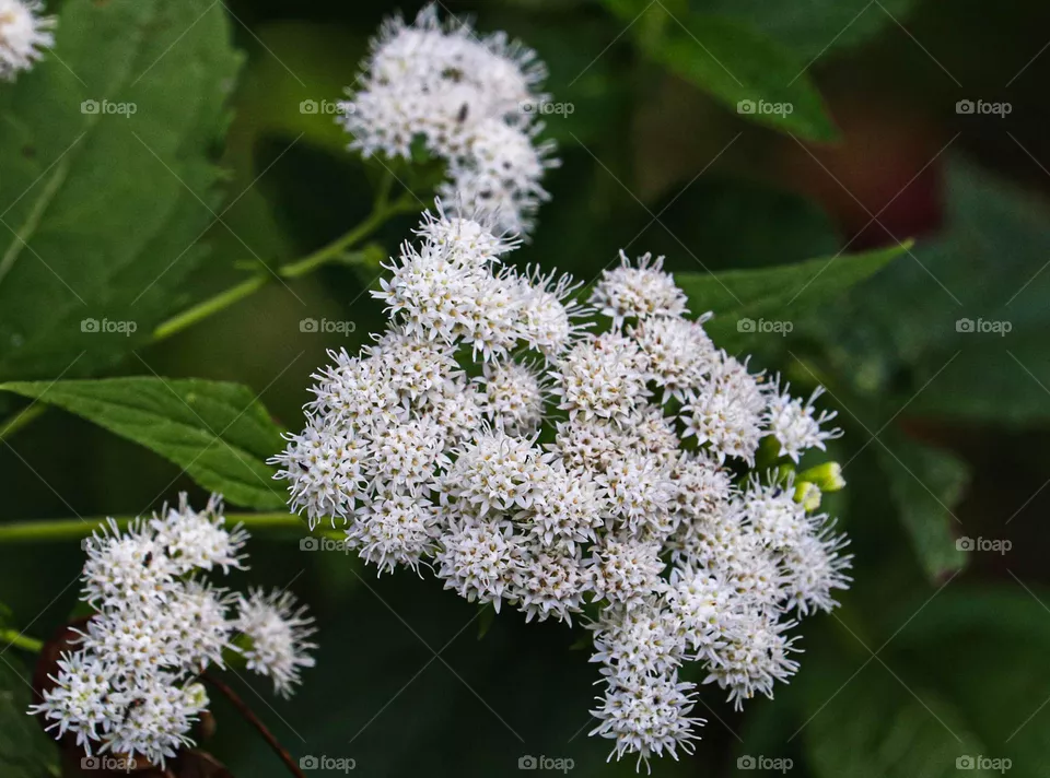 white flowers