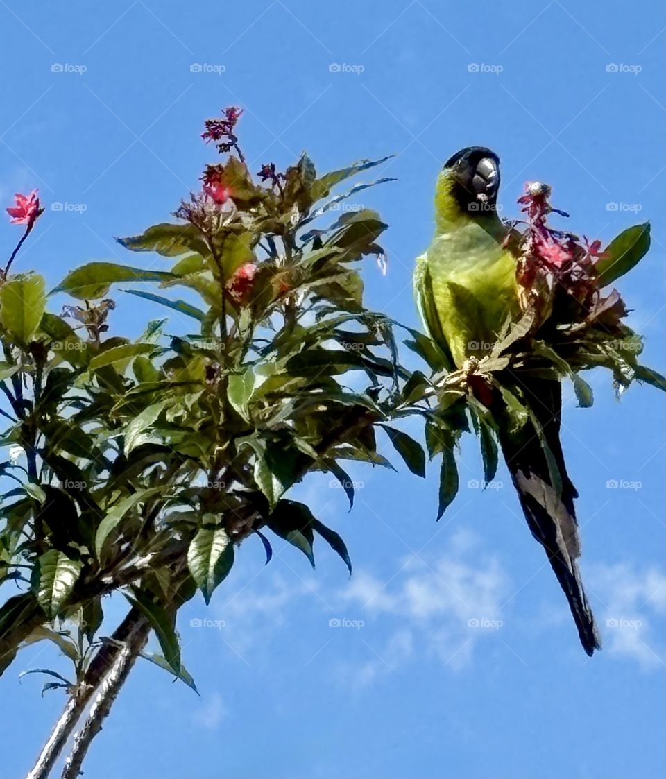 Green parrot perched in a tree, eating seeds